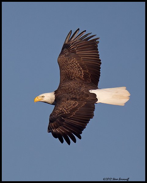 _2SB6929 bald eagle.jpg